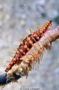 spindle cowrie by Rudy Janssen 